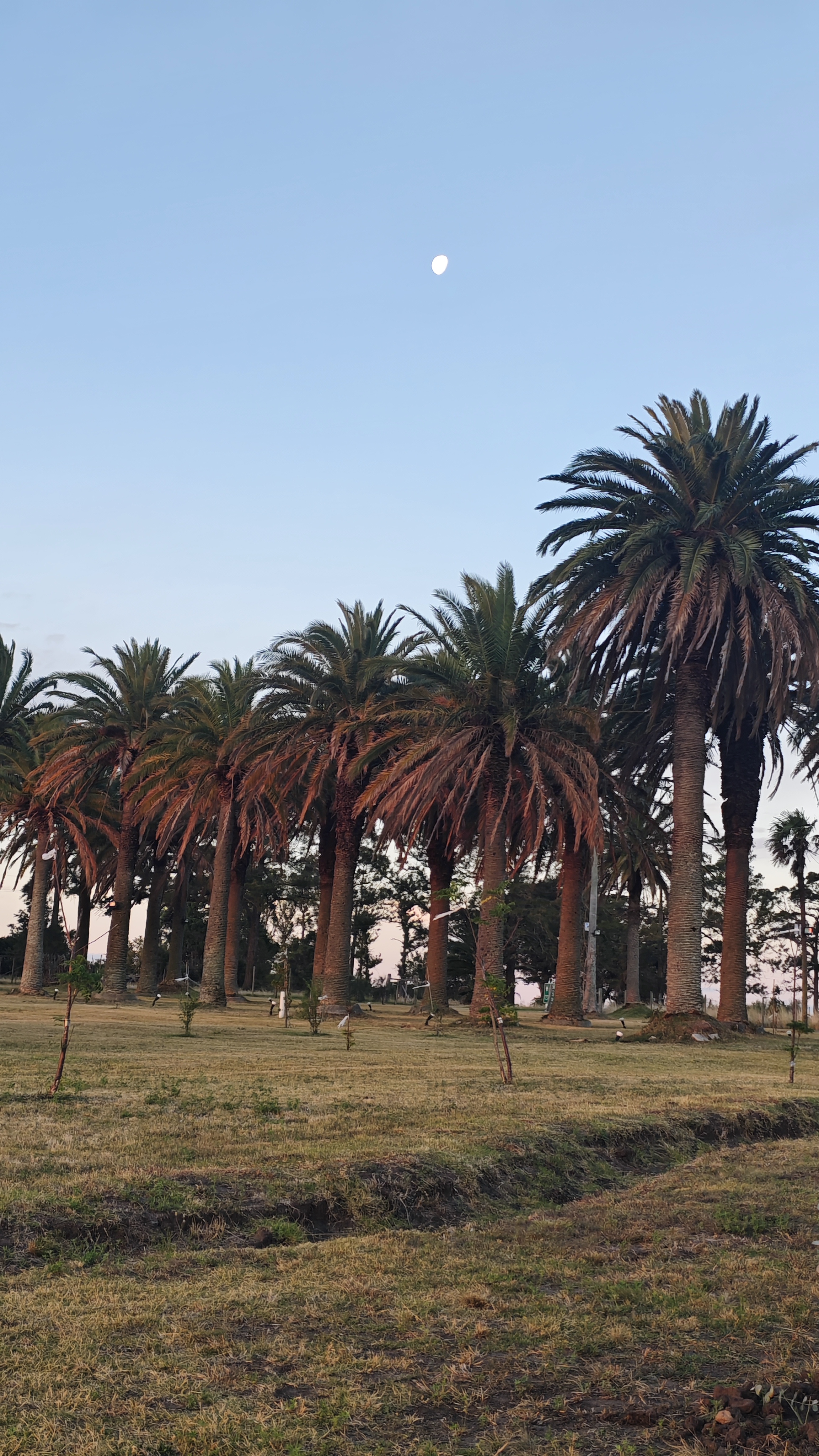 Palmeras al atardecer con luna en Entre Lavandas y Palmeras