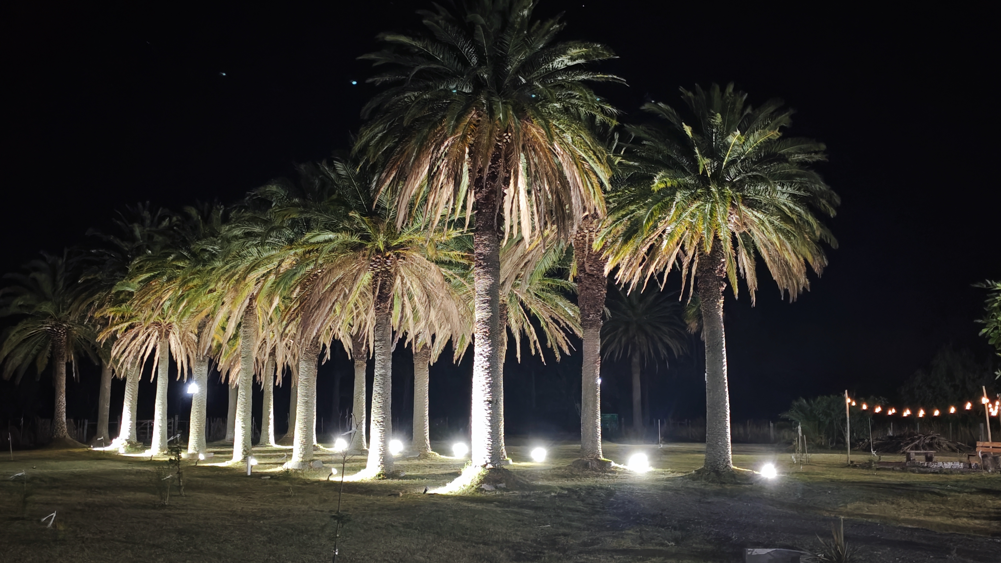 Palmeras iluminadas al atardecer en Entre Lavandas y Palmeras